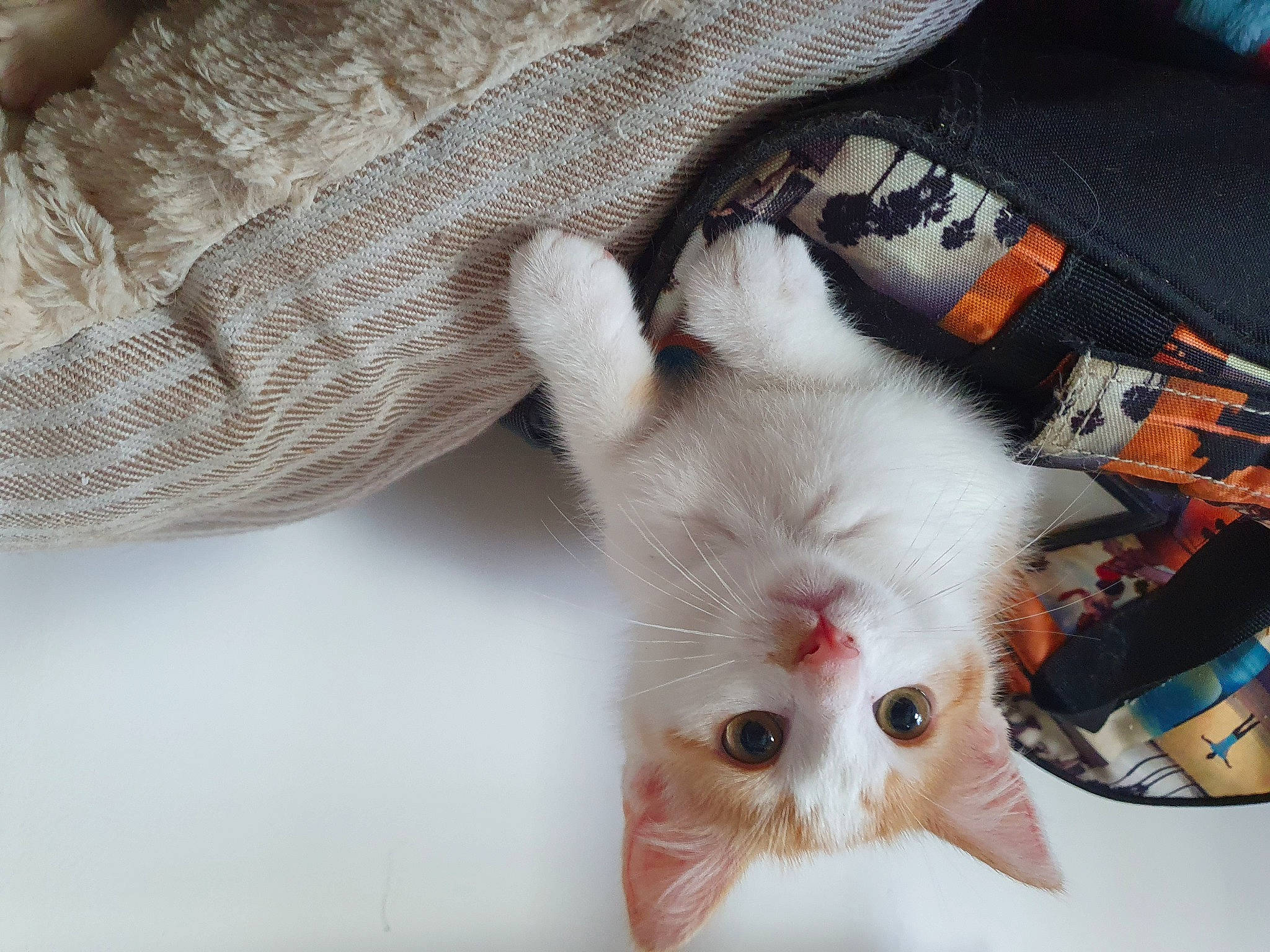 Shiva a rejoint le concours — aidez-le/la à gagner de superbes lots ! carmine, carnivore, cat, claw, comfort, domestic_short_haired_cat, felidae, fur, linens, nail, pattern, paw, small_to_medium_sized_cats, tail, textile, whiskers