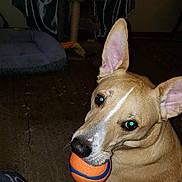 Finn joined the competition — help win amazing prizes! animal, ball, brown_dog, canine, carpet, curious, curtains, dog, dog_bed, ears, flash, floor, fur, home, indoor, looking_up, mouth, pet, playful, toy