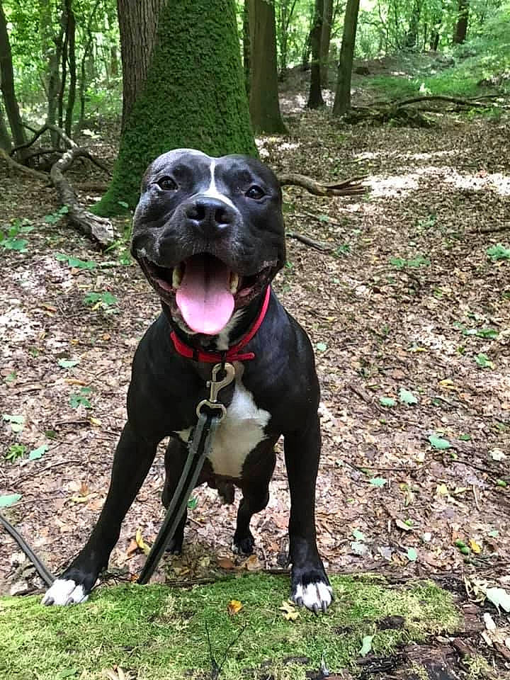 Nox participe au concours pour gagner de l'argent avec cette photo : borador, canidae, carnivore, collar, companion_dog, dog, dog_breed, dog_collar, dog_supply, fawn, grass, guard_dog, gun_dog, plant, snout, sporting_group, terrestrial_plant, tree, working_animal, working_dog