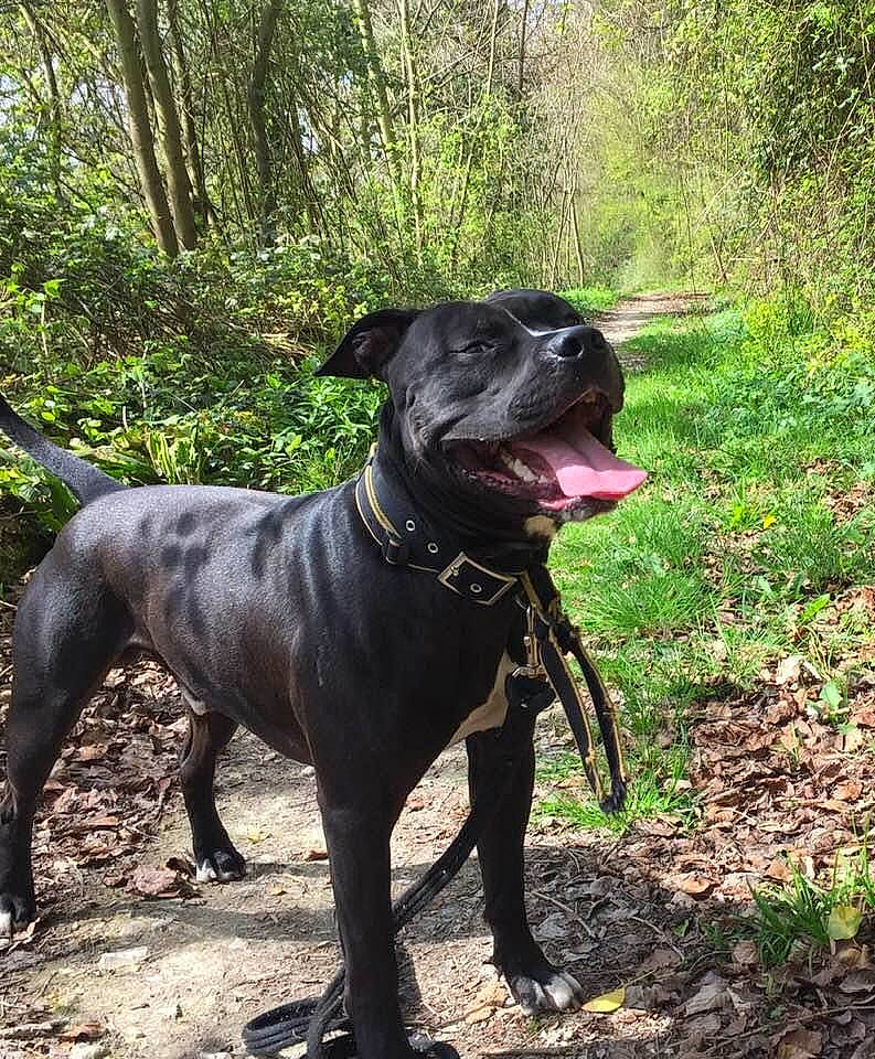 Nox a rejoint le concours — aidez-le/la à gagner de superbes lots ! borador, carnivore, collar, companion_dog, dog, dog_breed, dog_collar, fashion_accessory, guard_dog, gun_dog, liver, pet_supply, plant, sporting_group, terrestrial_animal, tree, vertebrate, whiskers, working_animal, working_dog