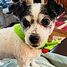 dog, small_dog, black_and_white, green_scarf, pet, indoor, blanket, living_room, furniture, plant, carpet, couch, table, window, curtains, home, cozy, curious, close_up, animal