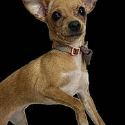 Sweetie joined the competition — help win amazing prizes! dog, small_dog, tan_fur, ears, collar, pet, animal, cute, portrait, isolated, studio_style, short_hair, alert, standing, domestic_animal, canine, friendly, background_removed, brown, close_up