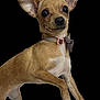 dog, small_dog, tan_fur, ears, collar, pet, animal, cute, portrait, isolated, studio_style, short_hair, alert, standing, domestic_animal, canine, friendly, background_removed, brown, close_up