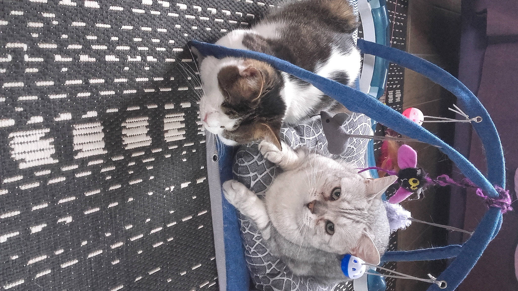 Maya a rejoint le concours — aidez-le/la à gagner de superbes lots ! animal_shelter, cage, canidae, carnivore, cat, cat_supply, collar, companion_dog, dog_breed, domestic_short_haired_cat, fawn, felidae, fur, mammal, mesh, pet_supply, small_to_medium_sized_cats, tail, vertebrate, whiskers