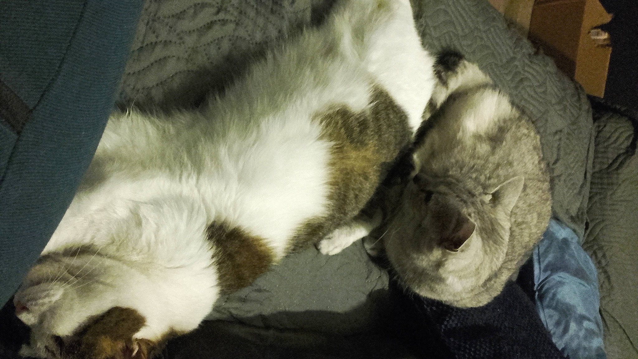 Maya participe au concours pour gagner de l'argent avec cette photo : canidae, carnivore, cat, claw, comfort, dog_breed, domestic_short_haired_cat, fawn, felidae, fur, nap, paw, sleep, small_to_medium_sized_cats, snout, sporting_group, tail, terrestrial_animal, whiskers, wood