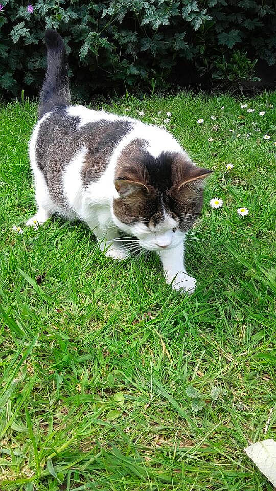 Maya a rejoint le concours — aidez-le/la à gagner de superbes lots ! carnivore, cat, domestic_short_haired_cat, fawn, felidae, fur, garden, grass, grass_family, groundcover, lawn, plant, small_to_medium_sized_cats, snout, sporting_group, tail, terrestrial_animal, tree, whiskers, wildlife