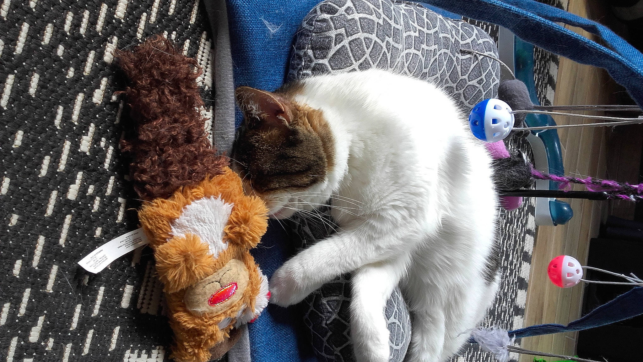 Maya participe au concours pour gagner de l'argent avec cette photo : carnivore, cat, cat_supply, claw, collar, comfort, domestic_short_haired_cat, fawn, felidae, fur, mammal, natural_material, paw, small_to_medium_sized_cats, snout, tail, textile, toy, vertebrate, whiskers