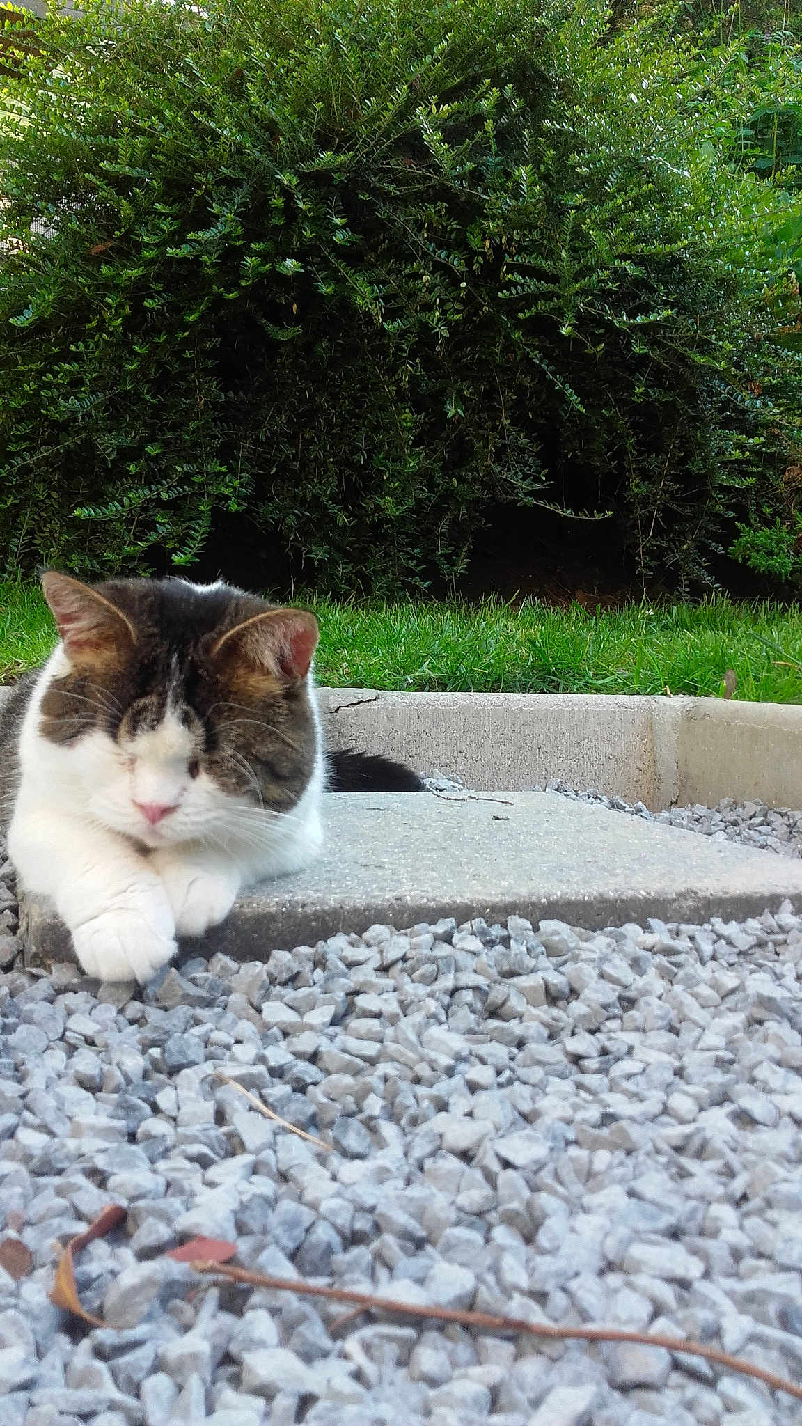Maya