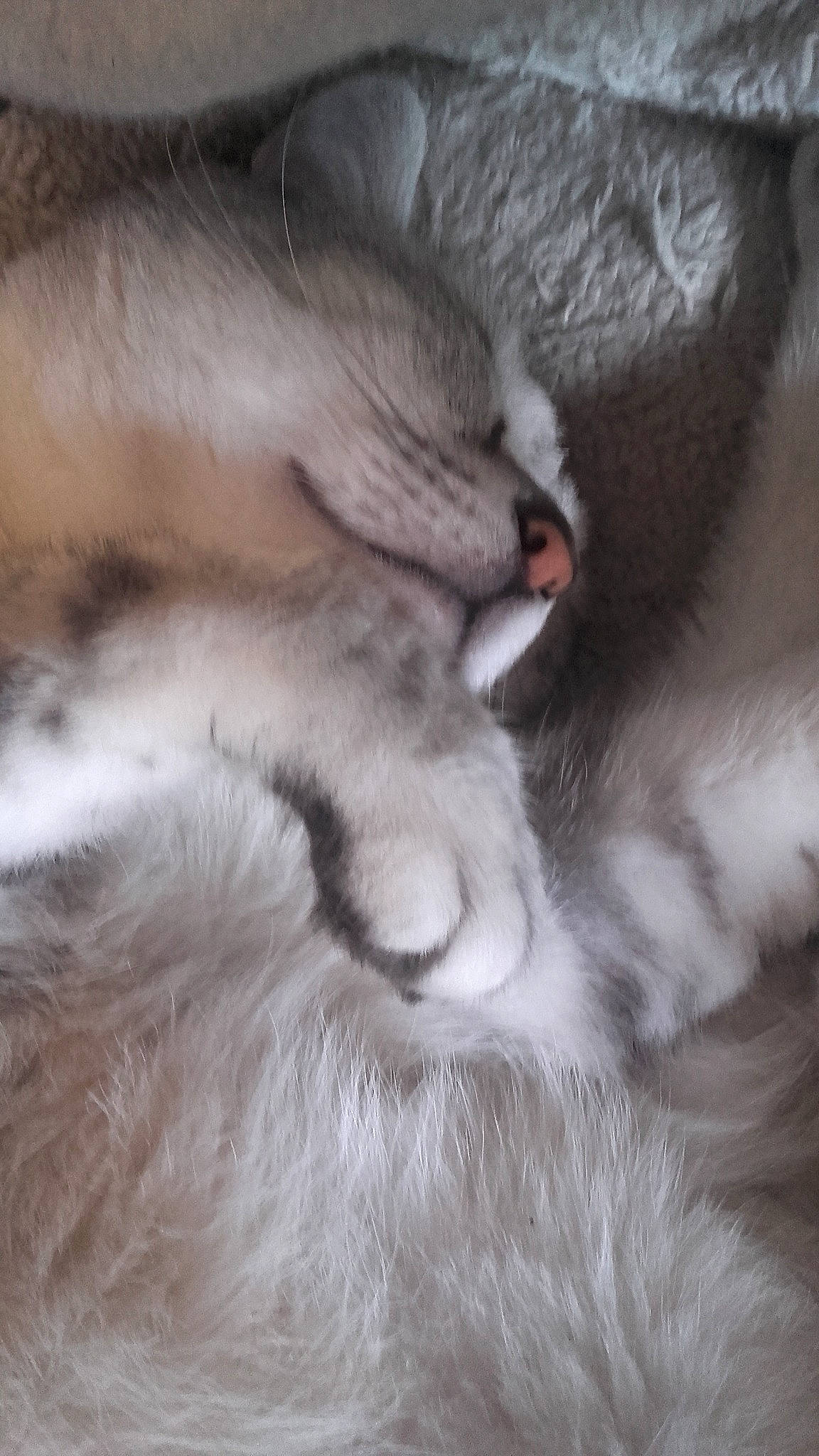 Lipsi Hommage Pour Casper participe au concours pour gagner de l'argent avec cette photo : burmilla, carnivore, cat, claw, ear, fawn, felidae, fur, kitten, nap, nose, paw, polydactyl_cat, ragdoll, singapura, sleep, small_to_medium_sized_cats, snout, whiskers