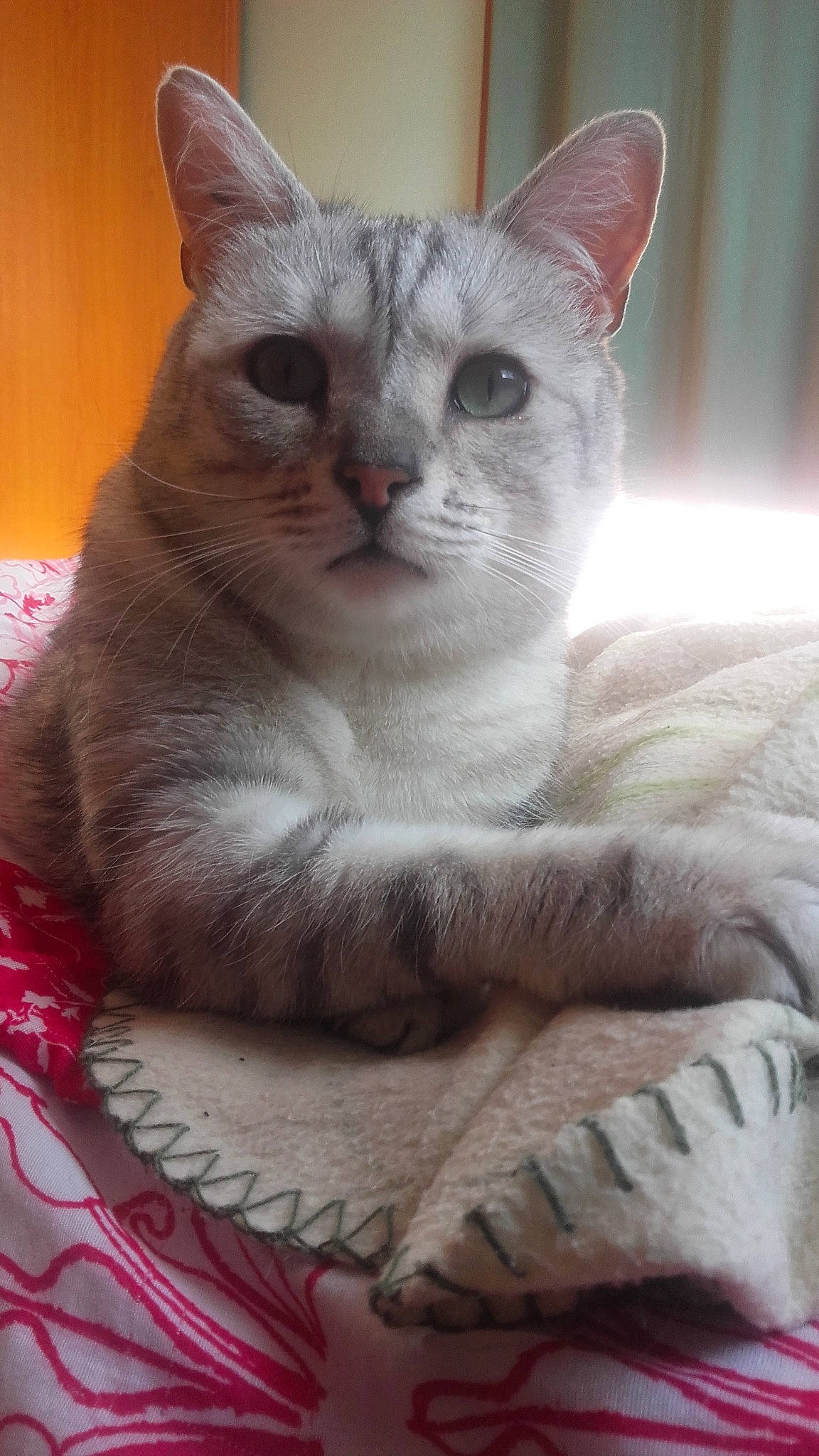 Lipsi Hommage Pour Casper a rejoint le concours — aidez-le/la à gagner de superbes lots ! arabian_mau, asian, australian_mist, burmilla, carnivore, cat, colorpoint_shorthair, domestic_short_haired_cat, felidae, german_rex, javanese, kitten, mammal, ojos_azules, singapura, small_to_medium_sized_cats, snout, thai, vertebrate, whiskers