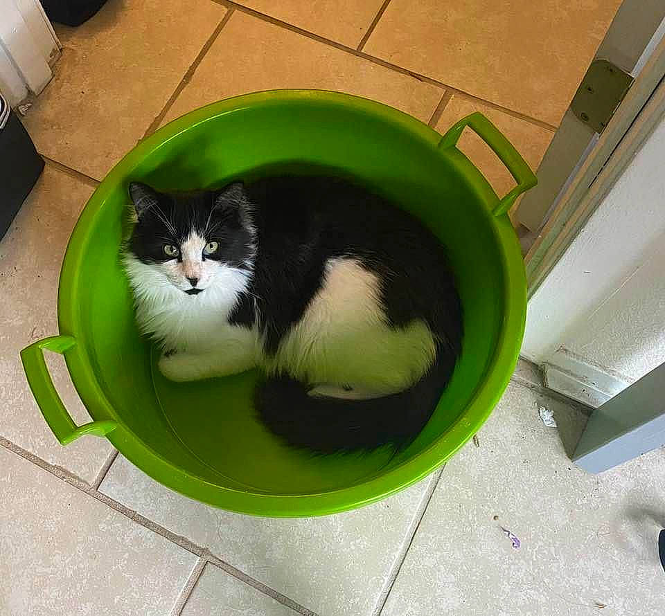 Bastion joined the competition — help win amazing prizes! carnivore, cat, cat_supply, chair, circle, comfort, domestic_short_haired_cat, eye, felidae, flooring, fur, grass, paper_towel, pet_supply, sitting, small_to_medium_sized_cats, snout, tail, whiskers, window