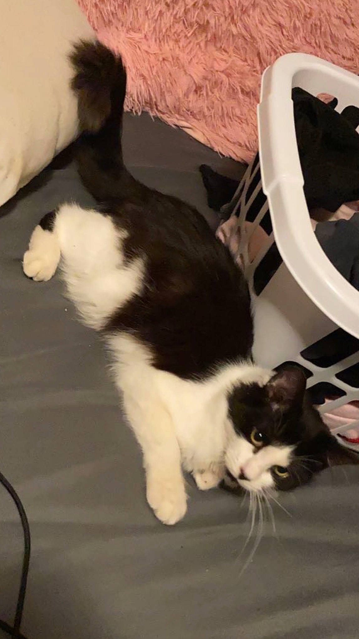 Bastion joined the competition — help win amazing prizes! carnivore, cat, claw, comfort, domestic_short_haired_cat, felidae, flooring, foot, fur, hardwood, paw, small_to_medium_sized_cats, snout, tail, vertebrate, whiskers