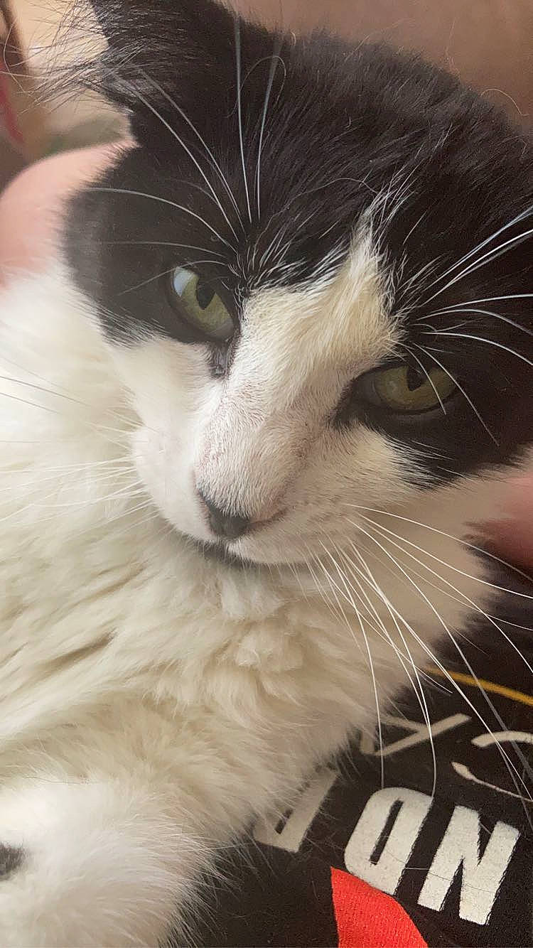 Bastion joined the competition — help win amazing prizes! carnivore, cat, claw, comfort, domestic_short_haired_cat, ear, eye, felidae, fur, hair, head, human_body, iris, nap, paw, small_to_medium_sized_cats, snout, tail, terrestrial_animal, whiskers