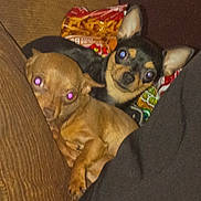 Willow joined the competition — help win amazing prizes! animal, black_and_tan_dog, blur, brown_dog, chihuahua, close_up, companion, couch, cozy, cute, dog, domestic, furniture, indoor, pet, red_eye, resting, small_dog, snack_bags, two_dogs