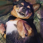 Kitykity is registered to the contest to win money with this photo: dog, chihuahua, lying_down, relaxed, pet, animal, fur, small_dog, sleeping, cute, paw, teeth, black_fur, brown_fur, white_fur, indoor, close_up, face, ears, nail