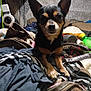 dog, chihuahua, pet, indoor, clutter, clothes, bag, small_dog, black_dog, tan_dog, ears_up, looking_at_camera, household_items, pile, fabric, leather_strap, plastic_bottle, soft_lighting, domestic, animal