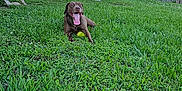 Foxxy Brown joined the competition — help win amazing prizes! dog, labrador, brown_dog, grass, yard, tennis_ball, panting, tongue_out, fence, house, outdoor, sunny, pet, canine, playing, happy, summer, nature, greenery, animal