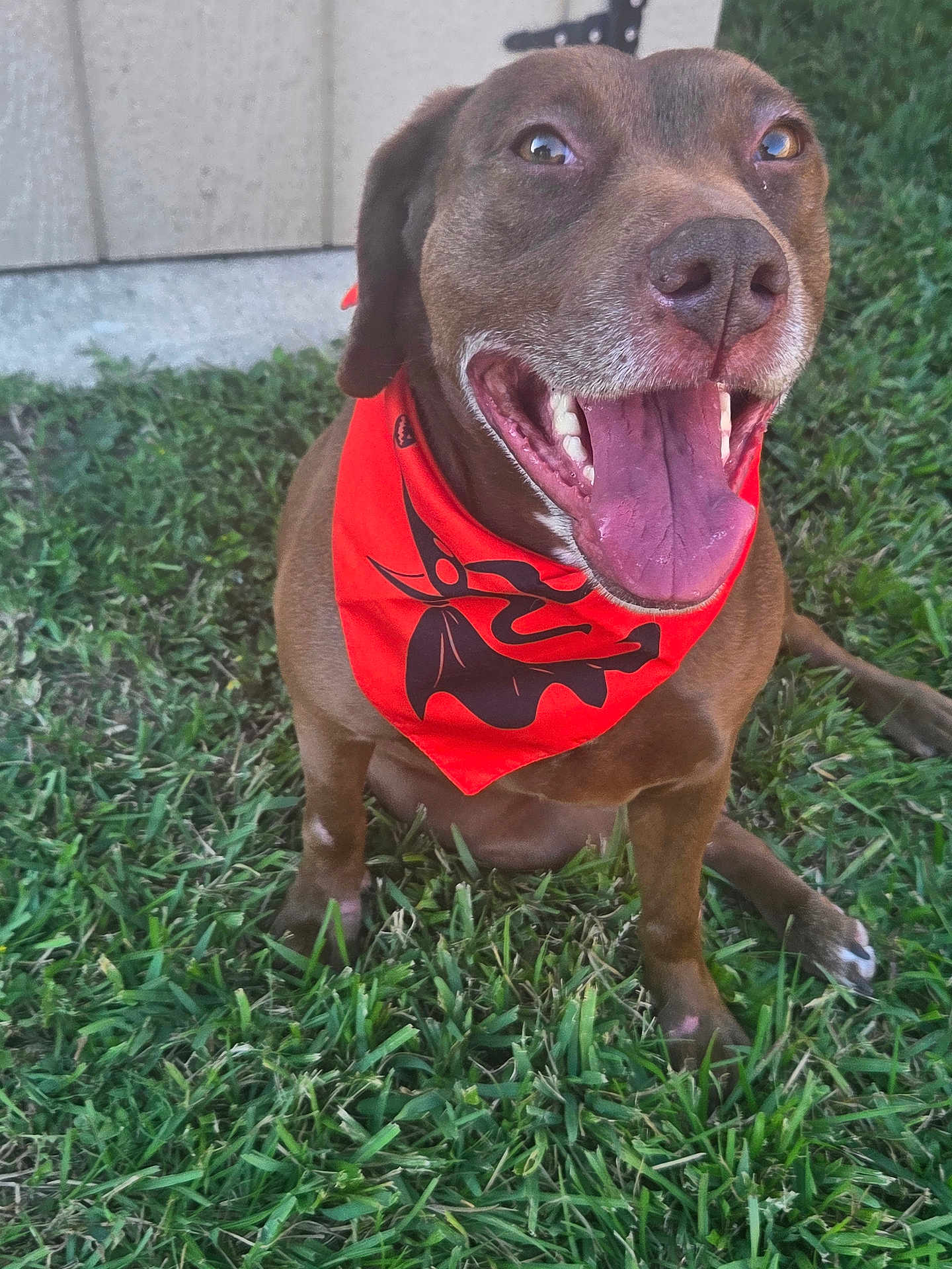 Foxxy Brown is registered to the contest to win money with this photo: dog, brown_dog, bandana, orange_bandana, grass, outdoor, happy, smiling, pet, animal, tongue_out, sitting, canine, nature, close_up, ears, mouth, teeth, fur, playful