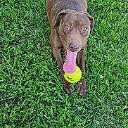 Foxxy Brown joined the competition — help win amazing prizes! dog, brown_dog, grass, tennis_ball, tongue_out, pet, animal, outdoor, playful, canine, lying_down, nature, summer, greenery, happy, friendly, fetch, closeup, daylight, cute