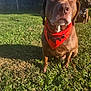 Foxxy Brown joined the competition — help win amazing prizes! dog, brown_dog, red_bandana, grass, outdoor, sunlight, backyard, pet, animal, sitting, canine, nature, daylight, fence, three_dogs, blurred_background, portrait, close_up, summer, companion