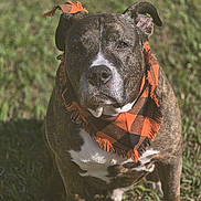 Armstrong is registered to the contest to win money with this photo: autumn, bandana, brindle, canine, close_up, cute, dog, eyes, fur, grass, muzzle, nose, orange_bandana, outdoor, pet, plaid, portrait, sitting, sunlight, whiskers
