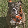 autumn, bandana, brindle, canine, close_up, cute, dog, eyes, fur, grass, muzzle, nose, orange_bandana, outdoor, pet, plaid, portrait, sitting, sunlight, whiskers