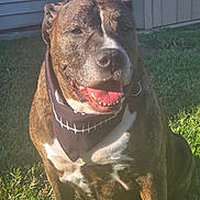 Armstrong joined the competition — help win amazing prizes! dog, brindle, bandana, smile, grass, outdoor, sunlight, pet, happy, tongue, ears, collar, muzzle, canine, animal, house, wall, pipe, daylight, sitting