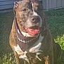 dog, brindle, bandana, smile, grass, outdoor, sunlight, pet, happy, tongue, ears, collar, muzzle, canine, animal, house, wall, pipe, daylight, sitting
