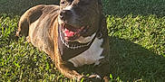 Armstrong is registered to the contest to win money with this photo: dog, brindle, bandana, grass, sunlight, outdoor, pet, canine, relaxed, smiling, backyard, yard, home, animal, daylight, nature, happy, resting, domestic, collar