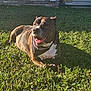 dog, brindle, bandana, grass, sunlight, outdoor, pet, canine, relaxed, smiling, backyard, yard, home, animal, daylight, nature, happy, resting, domestic, collar