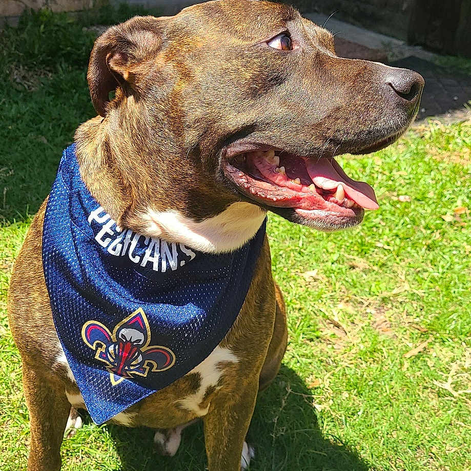 Armstrong joined the competition — help win amazing prizes! accessories, animal, backyard, bandana, bulldog, canine, dog, formalwear, grass, headband, hound, lawn, nature, outdoors, pet, pitbull, plant, strap, tie, yard