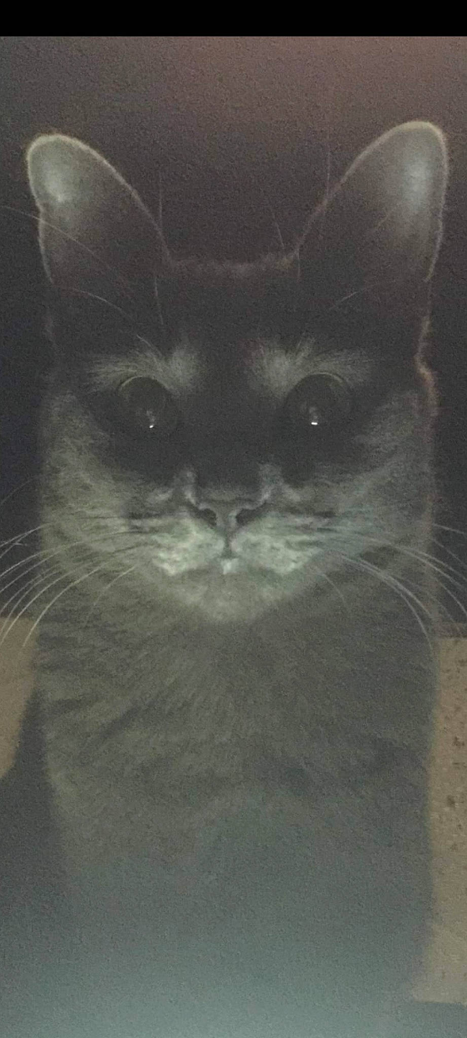 Bulma a rejoint le concours — aidez-le/la à gagner de superbes lots ! carnivore, cat, darkness, domestic_short_haired_cat, eye, felidae, fur, grey, head, monochrome, monochrome_photography, shadow, small_to_medium_sized_cats, snout, symmetry, terrestrial_animal, whiskers