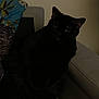 animal, black_cat, cat, couch, cozy, dark, dim_lighting, ears, eyes, feline, furniture, home, indoor, pet, pillow, quiet, relaxing, resting, shadow, wall