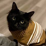 Joji joined the competition — help win amazing prizes! cat, black_cat, pet, animal, sweater, clothing, striped, indoor, floor, looking_up, curious, adorable, feline, cute, cozy, portrait, mammal, whiskers, domestic_cat, green_eyes