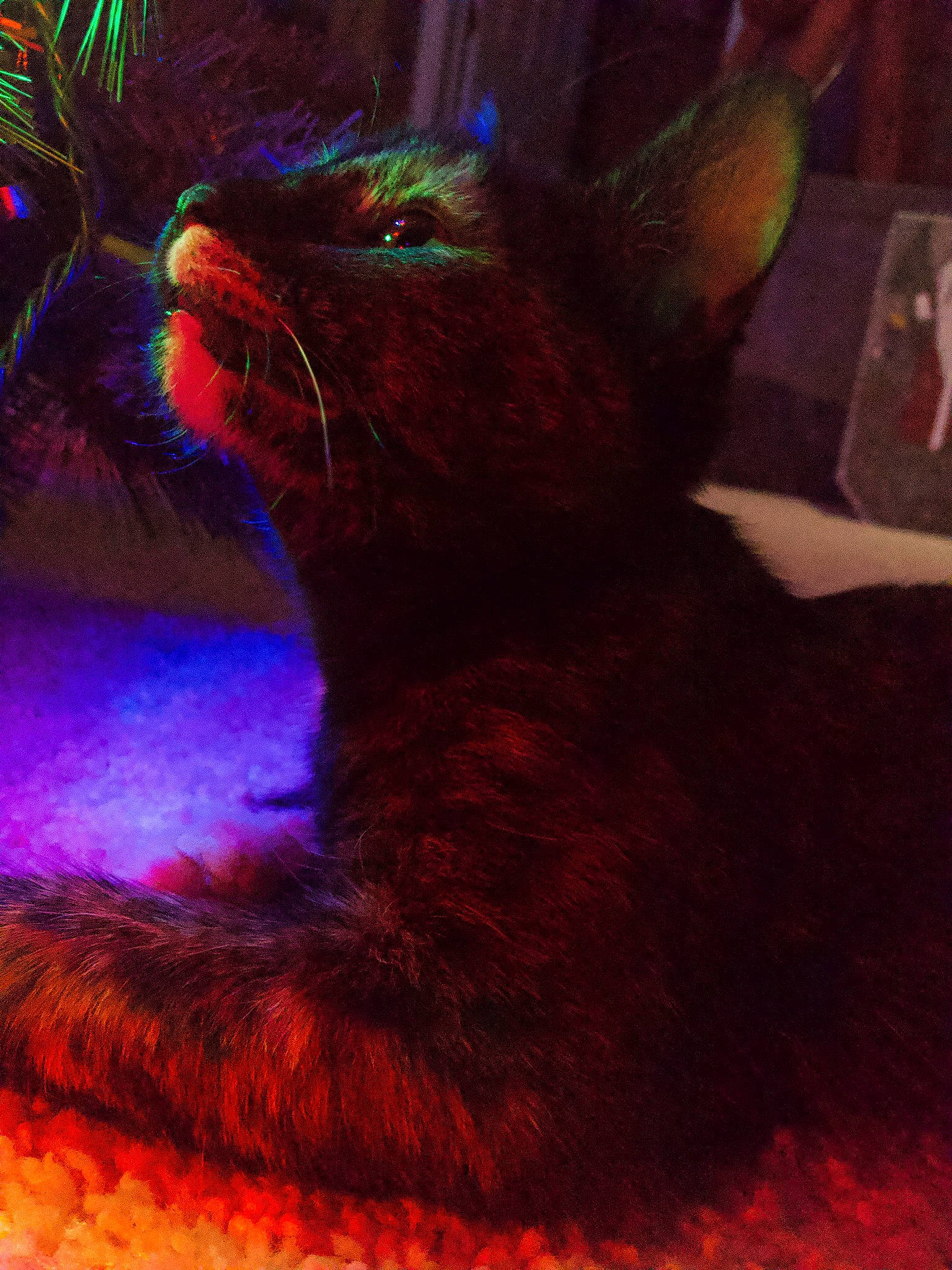 Gin is registered to the contest to win money with this photo: black_cat, carnivore, cat, felidae, fur, kitten, small_to_medium_sized_cats, tail, whiskers