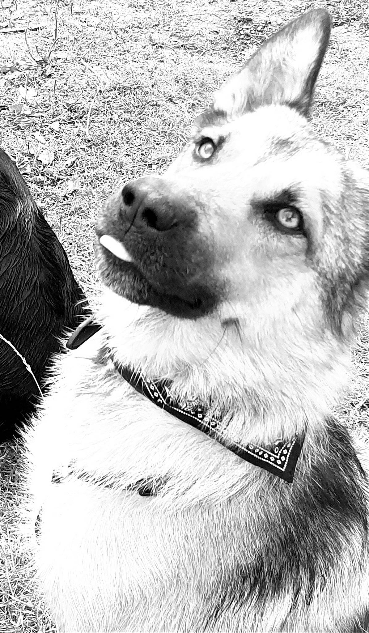 Elvis a rejoint le concours — aidez-le/la à gagner de superbes lots ! black_and_white, canidae, carnivore, czechoslovakian_wolfdog, dog, dog_breed, greenland_dog, jamthund, kunming_wolfdog, mammal, native_american_indian_dog, northern_inuit_dog, norwegian_elkhound, nose, seppala_siberian_sleddog, siberian_husky, snout, vertebrate, white, wolfdog