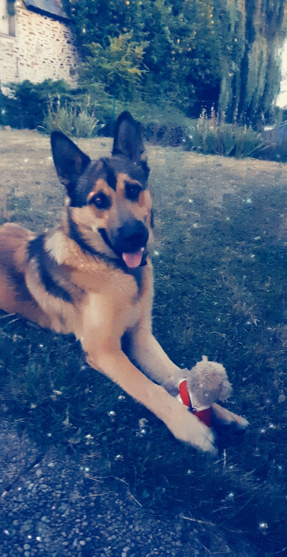 Elvis participe au concours pour gagner de l'argent avec cette photo : belgian_shepherd_malinois, canidae, carnivore, czechoslovakian_wolfdog, dog, dog_breed, east_european_shepherd, fawn, german_shepherd_dog, king_shepherd, kunming_wolfdog, mammal, native_american_indian_dog, old_german_shepherd_dog, seppala_siberian_sleddog, shiloh_shepherd_dog, vertebrate, west_siberian_laika, wolfdog, working_dog