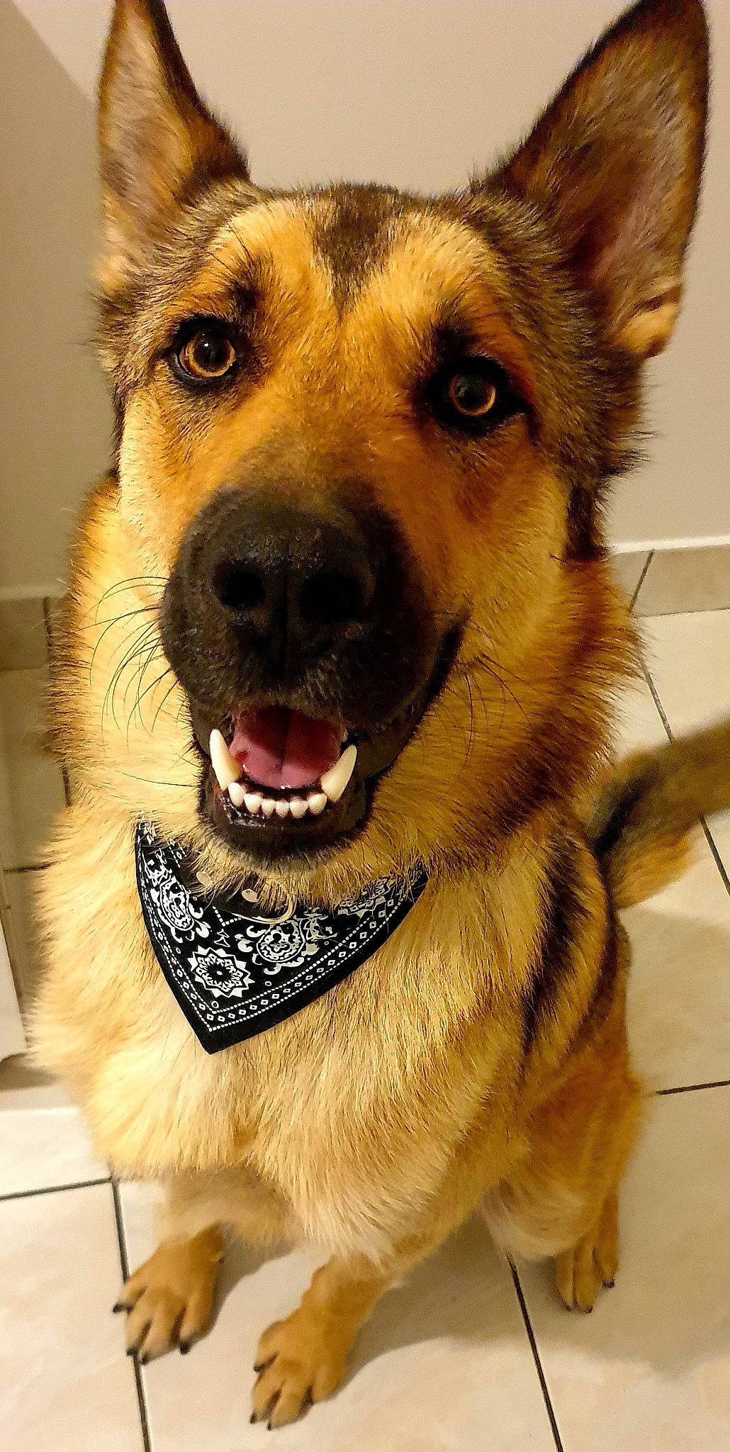 Elvis participe au concours pour gagner de l'argent avec cette photo : canidae, carnivore, dog, dog_breed, ear, east_european_shepherd, fawn, fur, german_shepherd_dog, king_shepherd, kunming_wolfdog, mammal, norwegian_elkhound, nose, old_german_shepherd_dog, rare_breed_dog, shiloh_shepherd_dog, snout, vertebrate, wolfdog