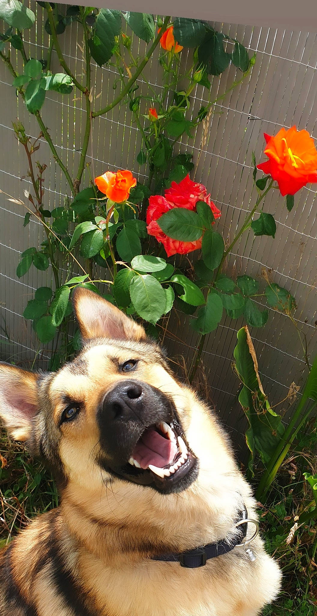 Elvis participe au concours pour gagner de l'argent avec cette photo : canidae, carnivore, coquelicot, dog, dog_breed, fawn, flower, mammal, plant, snout, sporting_group