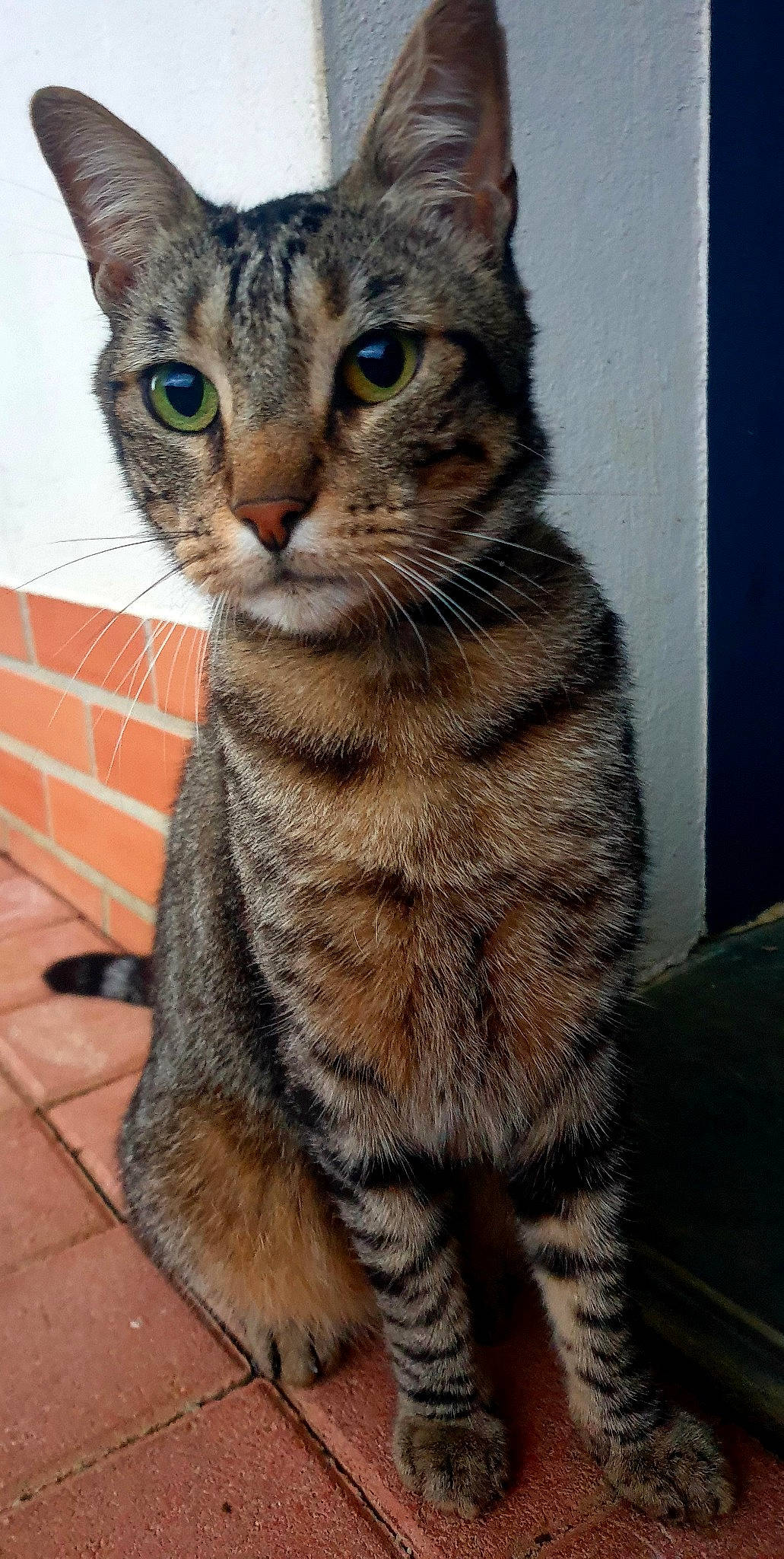 Paella participe au concours pour gagner de l'argent avec cette photo : american_shorthair, american_wirehair, asian, australian_mist, california_spangled, carnivore, cat, domestic_short_haired_cat, dragon_li, egyptian_mau, european_shorthair, felidae, mammal, pixie_bob, small_to_medium_sized_cats, snout, tabby_cat, toyger, vertebrate, whiskers