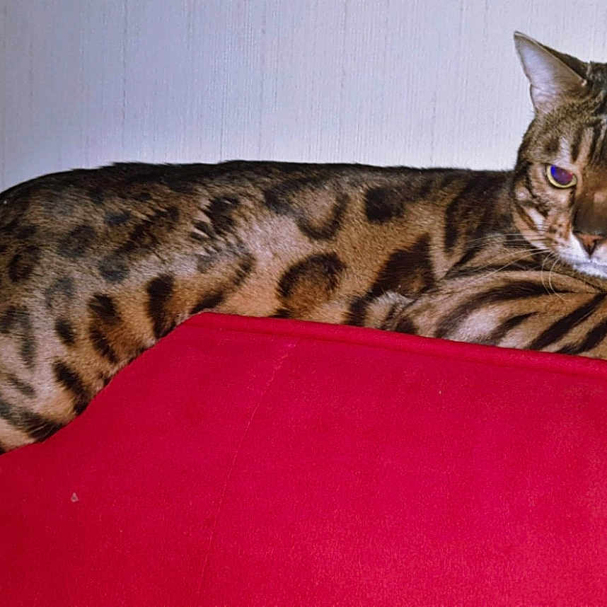 Microsoft participe au concours pour gagner de l'argent avec cette photo : abyssinian, animal, cat, couch, egyptiancat, furniture, kitten, manx, ocelot, pet