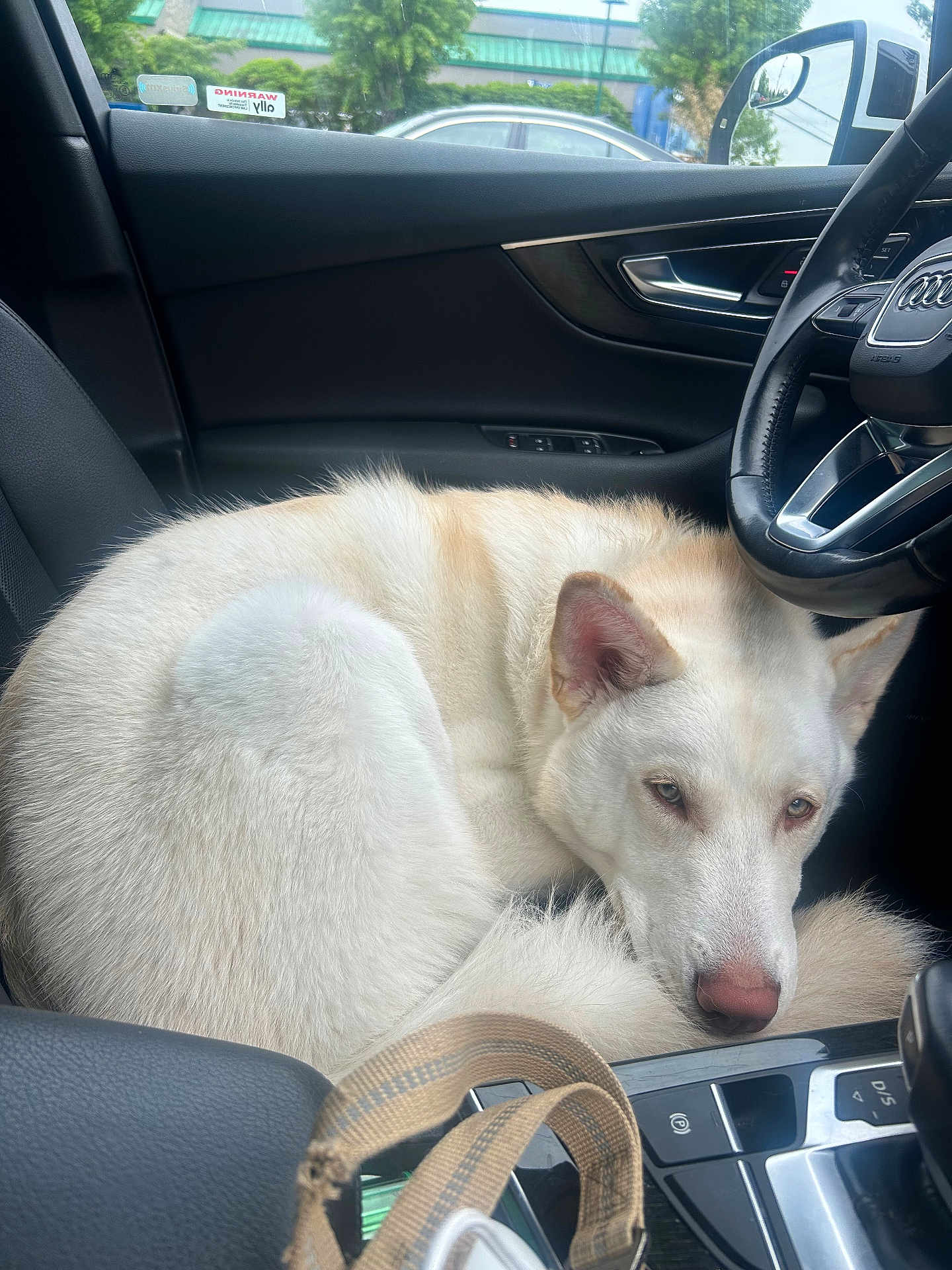 Goku is registered to the contest to win money with this photo: dog, white_dog, car_interior, steering_wheel, passenger_seat, curled_up, sleepy, leash, window, dashboard, seat, door_handle, car_door, pet, animal, fur, resting, domestic_animal, vehicle, daylight