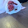 Goku is registered to the contest to win money with this photo: dog, white_dog, close_up, upside_down, pink_nose, teeth, wooden_floor, pet, animal, playful, lying_down, canine, fur, snout, cute, indoor, tongue, nose, mouth, expression