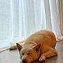 dog, sleeping, indoor, floor, curtain, light, cozy, resting, pet, canine, calm, relaxed, fur, ears, snout, paw, home, quiet, daylight, window