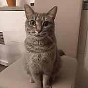 Kalie a rejoint le concours — aidez-le/la à gagner de superbes lots ! cat, gray_cat, tabby, pet, indoor, chair, furniture, plant, pot, animal, cute, sitting, looking, whiskers, ears, fur, eyes, home, domestic, mammal