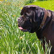 Newton participe au concours pour gagner de l'argent avec cette photo : dog, black_dog, large_dog, mastiff, canine, pet, collar, leash, tongue, outdoors, garden, flowers, daffodils, grass, spring, sunlight, waterfront, park, portrait, nature