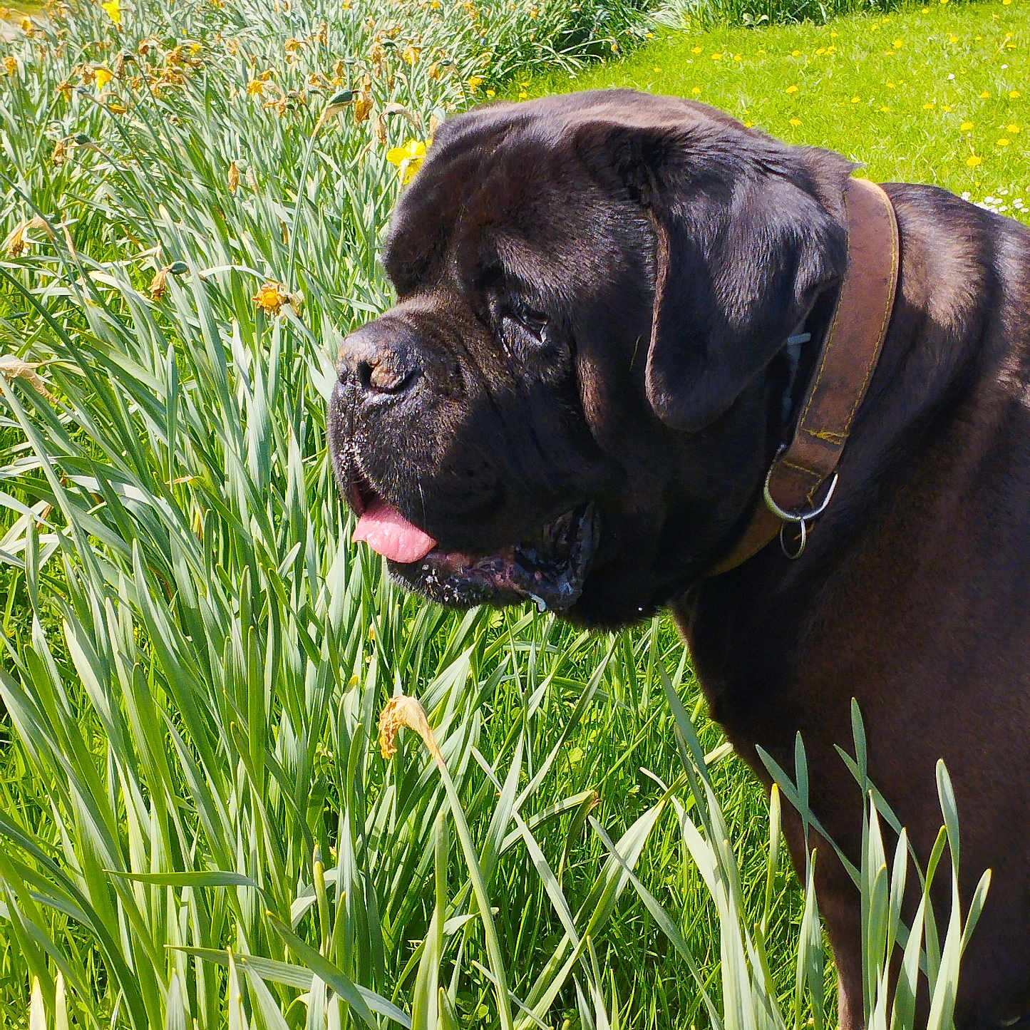 Newton participe au concours pour gagner de l'argent avec cette photo : dog, black_dog, large_dog, mastiff, canine, pet, collar, leash, tongue, outdoors, garden, flowers, daffodils, grass, spring, sunlight, waterfront, park, portrait, nature
