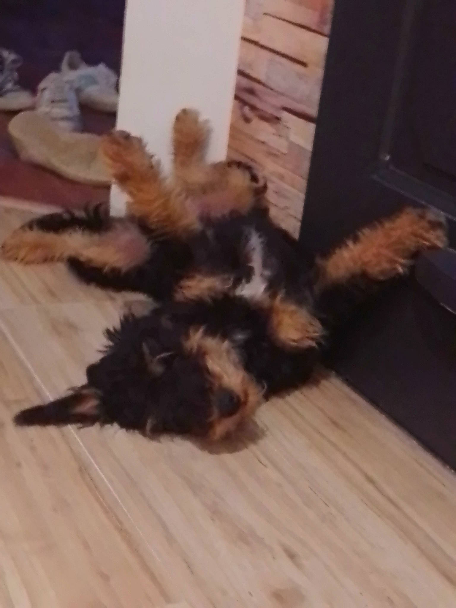 Rocket participe au concours pour gagner de l'argent avec cette photo : canidae, carnivore, claw, companion_dog, dog_breed, felidae, floor, flooring, fur, hardwood, laminate_flooring, liver, paw, small_to_medium_sized_cats, sporting_group, tail, terrestrial_animal, wood, wood_flooring, wood_stain