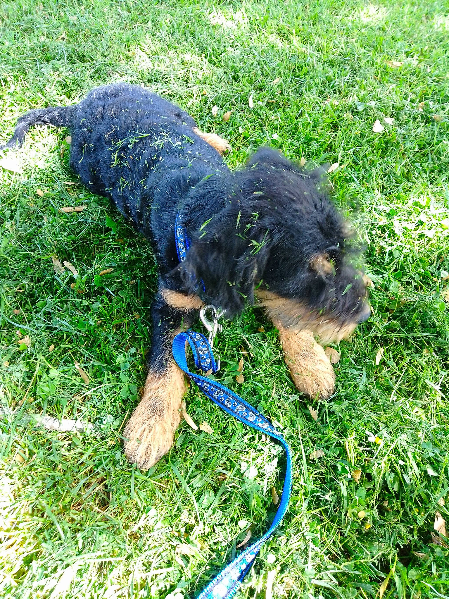 Rocket participe au concours pour gagner de l'argent avec cette photo : canidae, carnivore, companion_dog, dog, dog_breed, garden_hose, grass, groundcover, hose, liver, small_terrier, sporting_group, tail, terrestrial_animal, terrier, toy_dog, water_dog, working_animal, working_dog