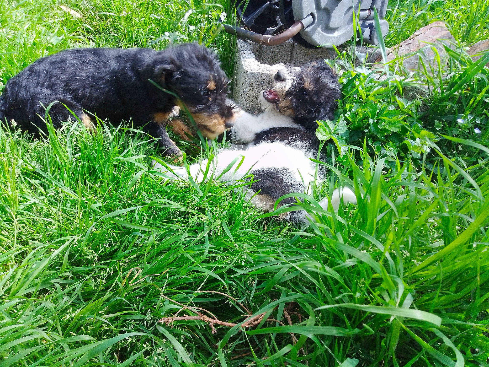 Rocket participe au concours pour gagner de l'argent avec cette photo : australian_cattle_dog, automotive_tire, botany, canidae, carnivore, companion_dog, dog, dog_breed, grass, grass_family, groundcover, herding_dog, lawn, plant, soil, sporting_group, terrestrial_animal, terrestrial_plant, tire, working_animal